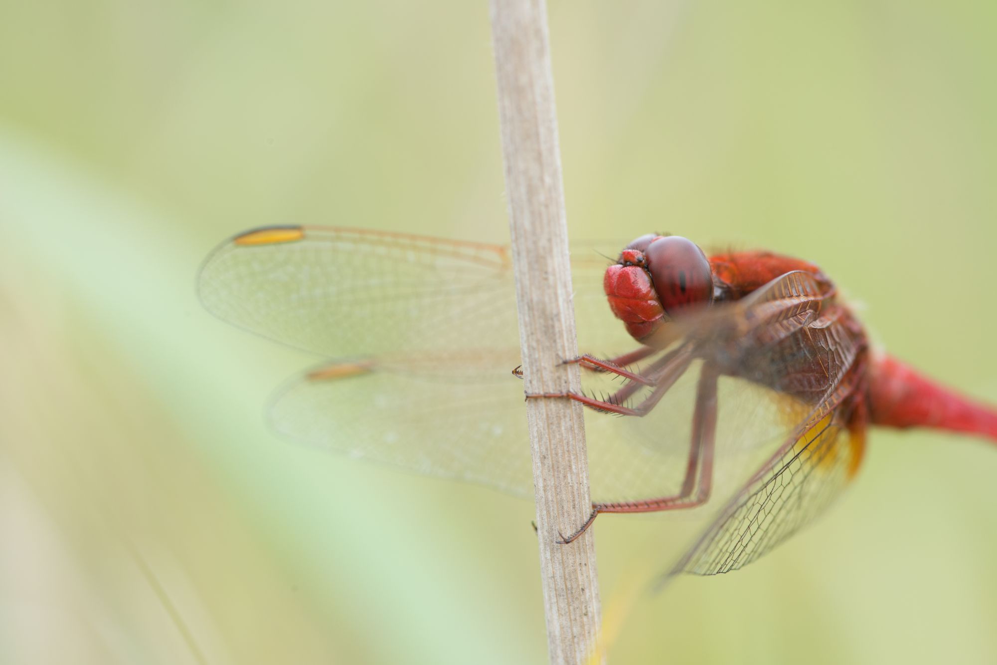 Kartierungen (Fauna/Flora)