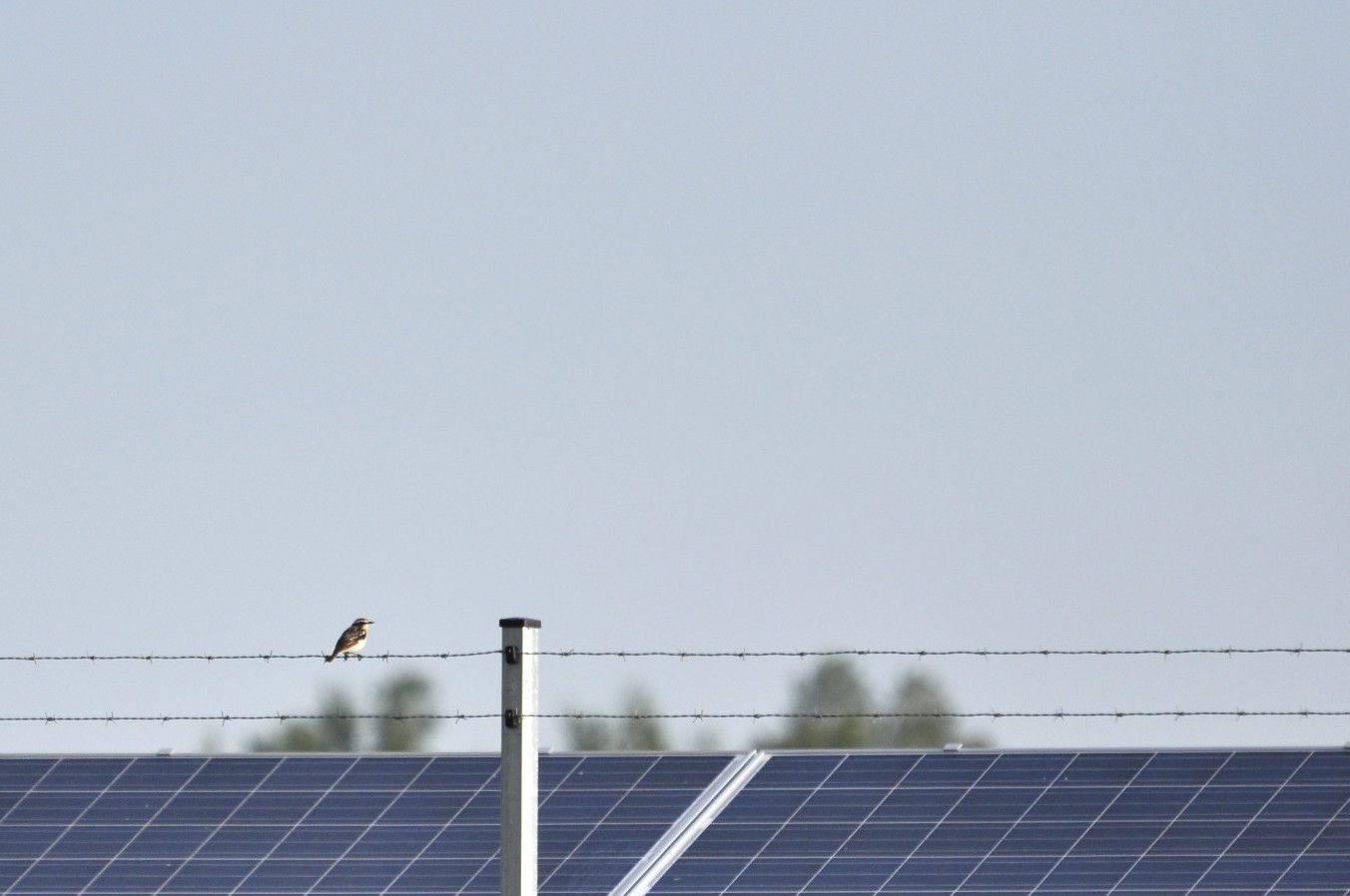 Faunistisches Monitoring in Solarparks